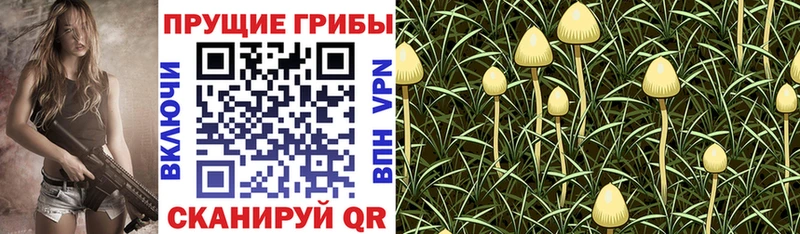 Купить закладки  Видное  Псилоцибиновые грибы Psilocybine cubensis 